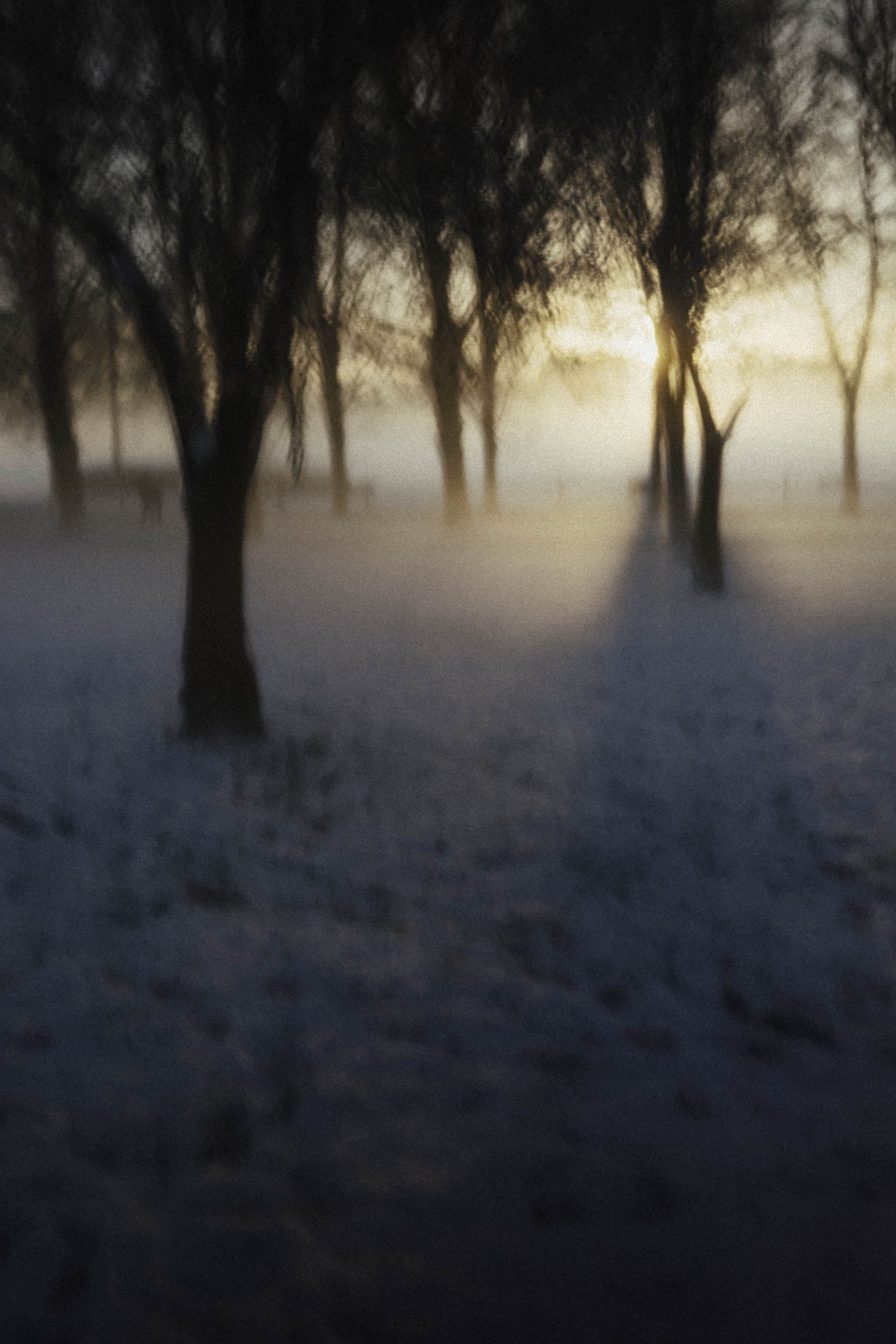 Forêt hivernale, longue exposition et mouvement volontaire de l'appareil, lumière dorée — Christophe Lobier photographe artiste