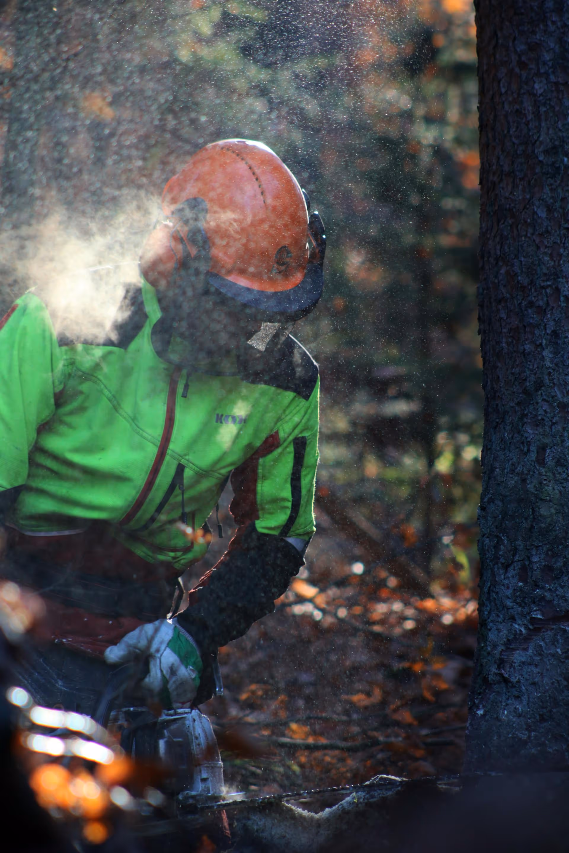 Lumberjack in safety gear cutting a tree with a chainsaw amid flying sawdust in a forest.