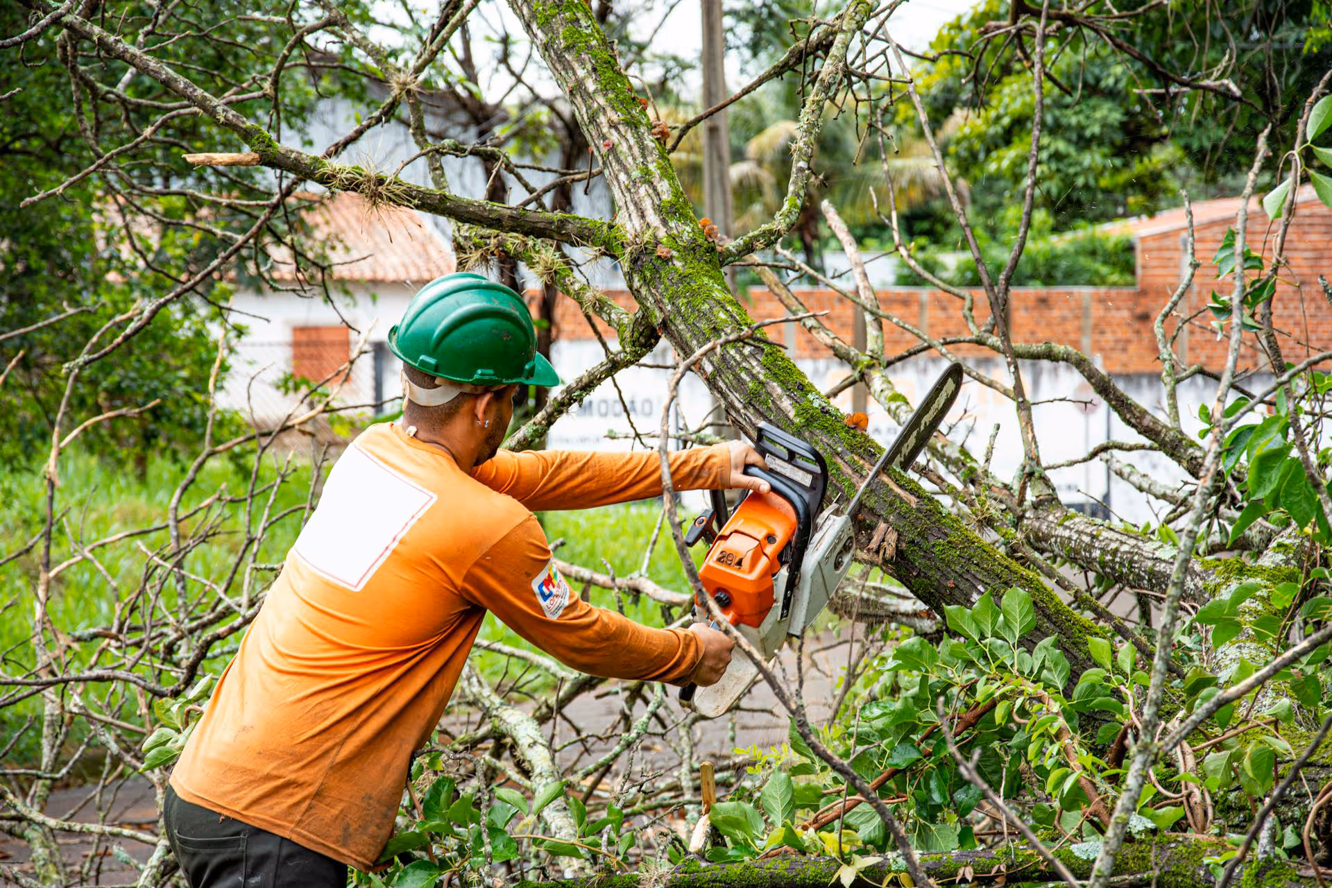 Tree surgeon cutting tree