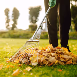 Person raking fallen autumn leaves on green lawn with trees in background.