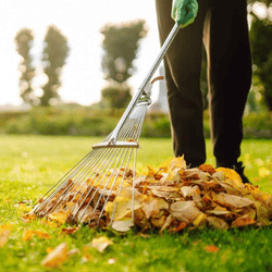 Person raking fallen autumn leaves on green lawn with trees in background.