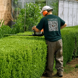 Man trimming a large green hedge with an electric hedge trimmer outdoors.