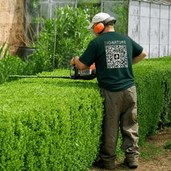 Man trimming a large green hedge with an electric hedge trimmer outdoors.