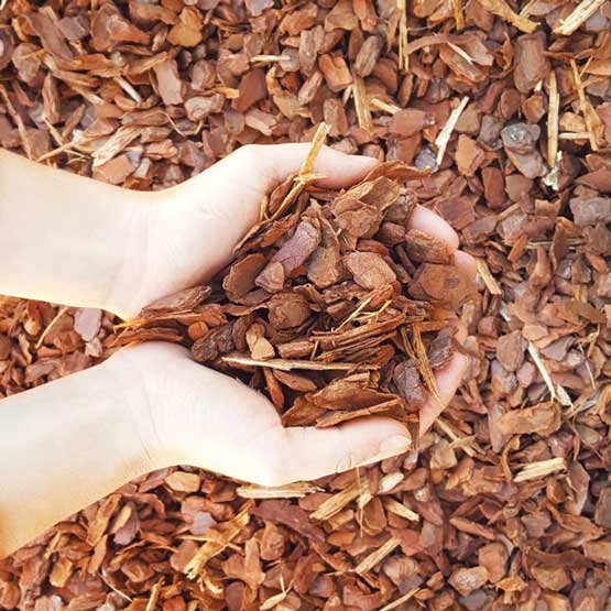Hands holding brown wood mulch with more mulch spread on the ground.