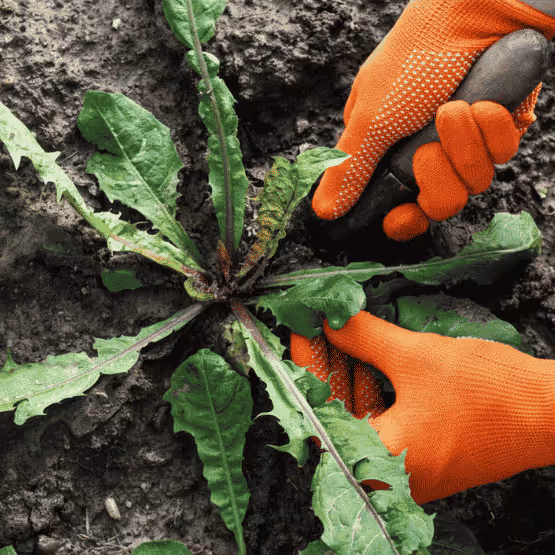 Hands in orange gloves pulling a broadleaf weed from soil with a garden tool.