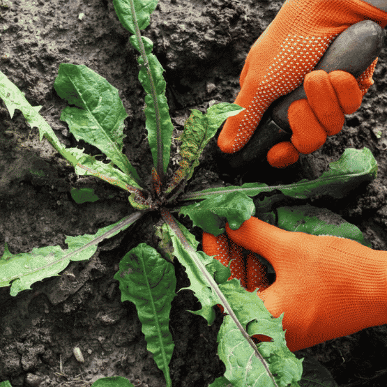 Hands in orange gloves pulling a broadleaf weed from soil with a garden tool.