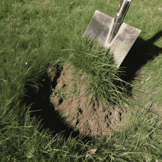 Shovel lifting a clump of green turf with soil beneath on grass lawn.