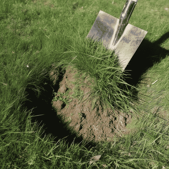 Shovel lifting a clump of green turf with soil beneath on grass lawn.