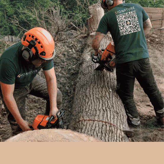 Two workers in safety gear cutting a large tree trunk with chainsaws outdoors.