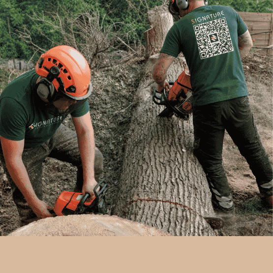 Two workers in safety gear cutting a large tree trunk with chainsaws outdoors.