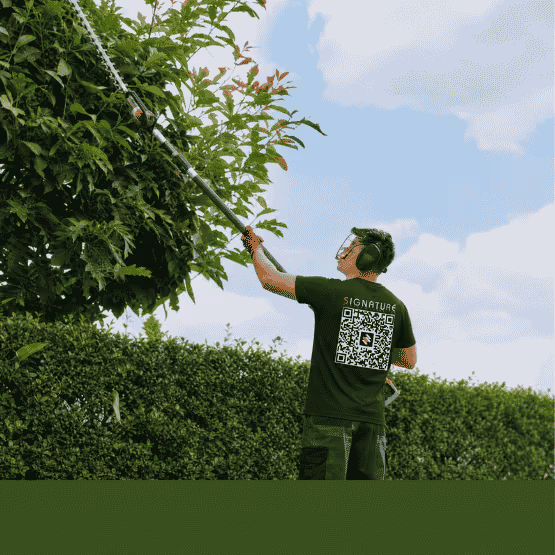 Man wearing ear protection trims tall leafy branches with a pole hedge trimmer under a blue sky.