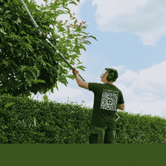 Man wearing ear protection trims tall leafy branches with a pole hedge trimmer under a blue sky.