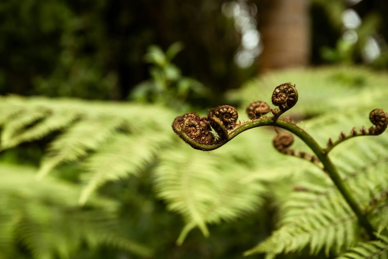 A close-up of a fern frond showcasing intricate, coiled leaf buds against a backdrop of lush green ferns in soft focus.