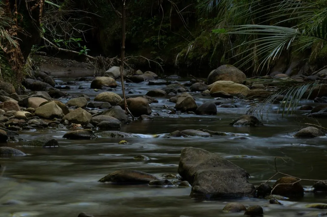 A serene stream flows through a rocky riverbed, surrounded by lush green foliage and shadows, creating a peaceful natural ambiance.