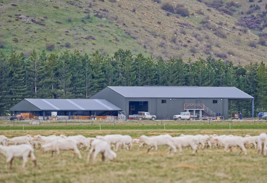 Caring for Shearing