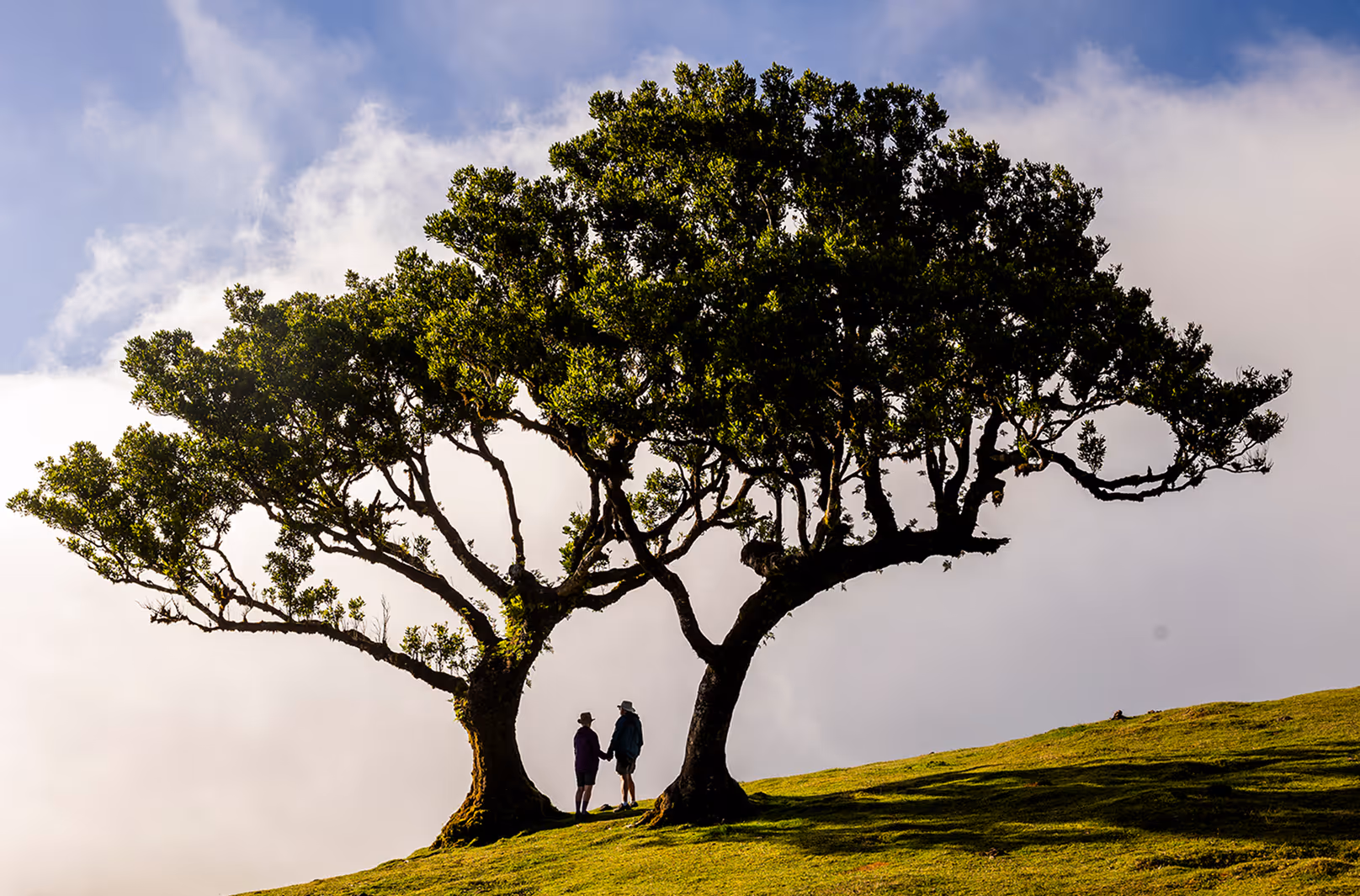 Two people holding hands under two large trees on a grassy hill with a cloudy sky backdrop.