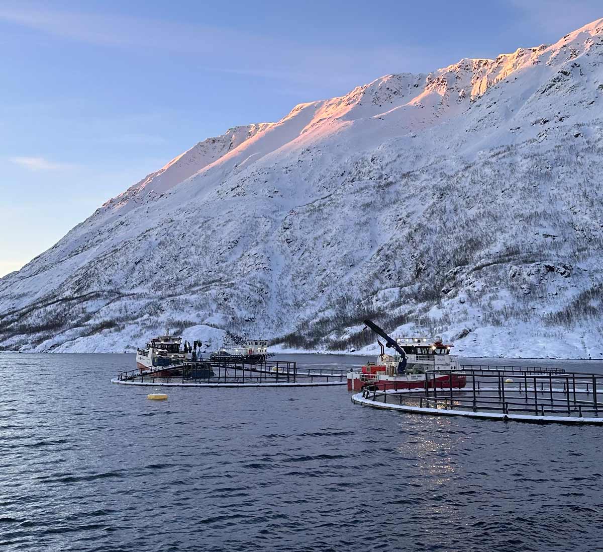 Friske laks svømmer ved et rent merdnett med naturlig fjordbunn på utsiden