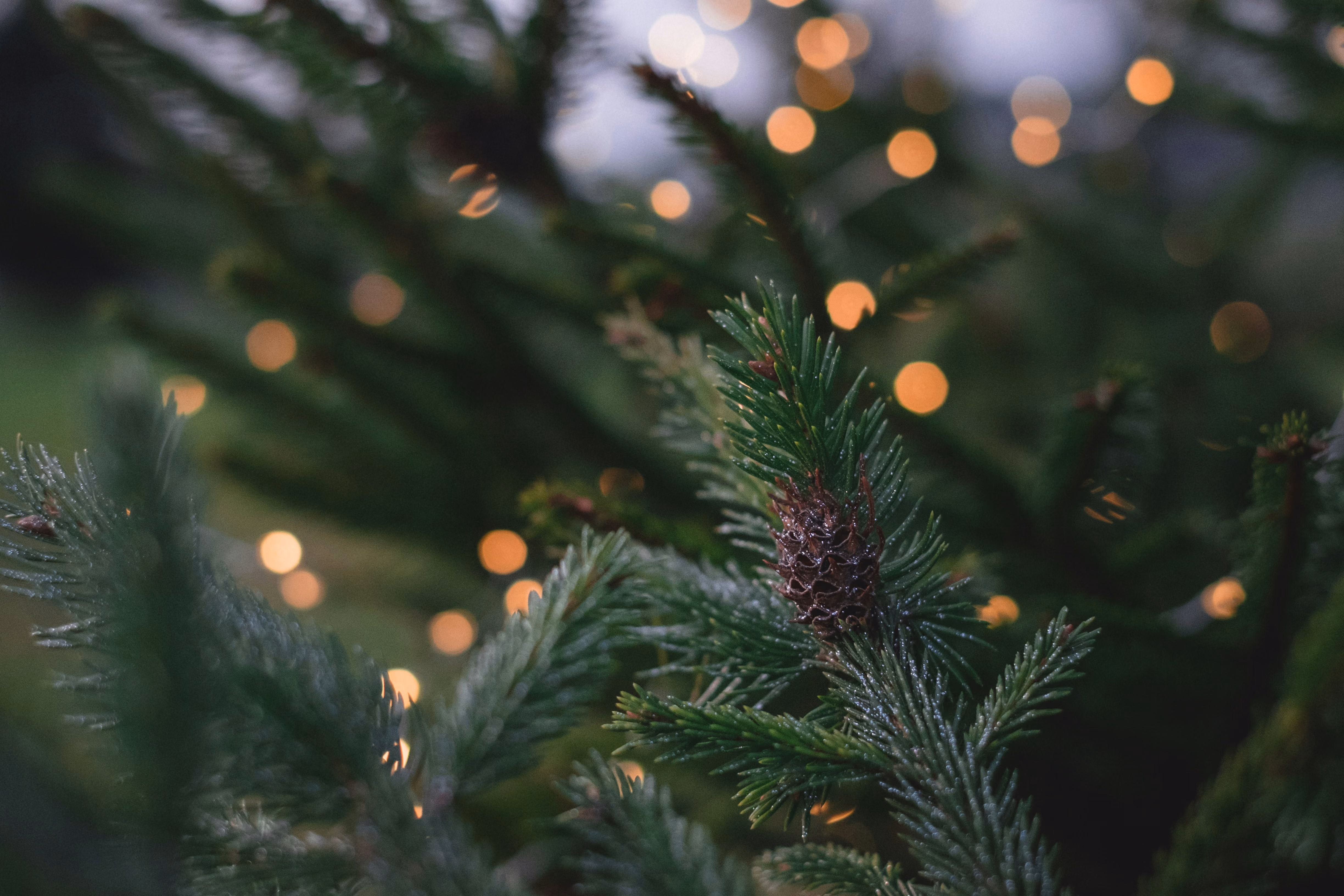 Close-up photo of a pine tree branch with a pinecone