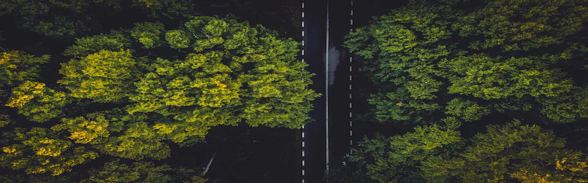 A road with dense treeline on either side