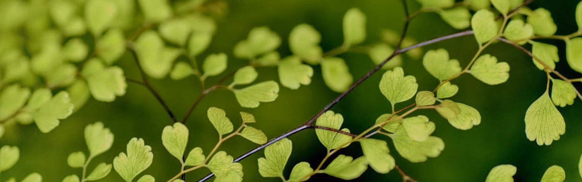 Close up of leaves on a branch