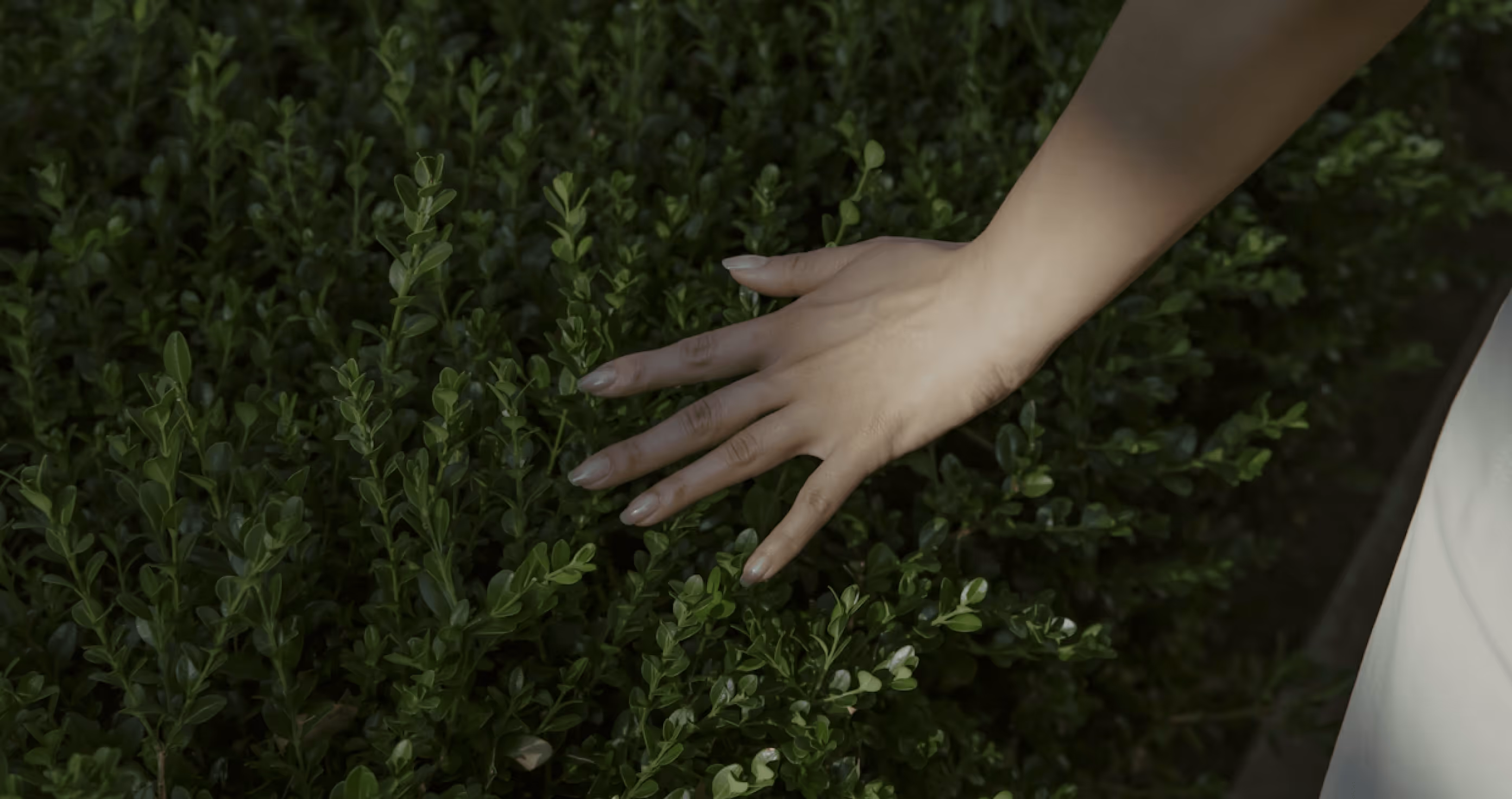 Hand resting on green foliage