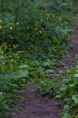A narrow dirt path bordered by green plants with small yellow flowers in a natural setting. Nearby Ventura