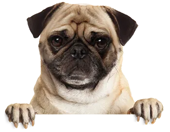 Pug Sad