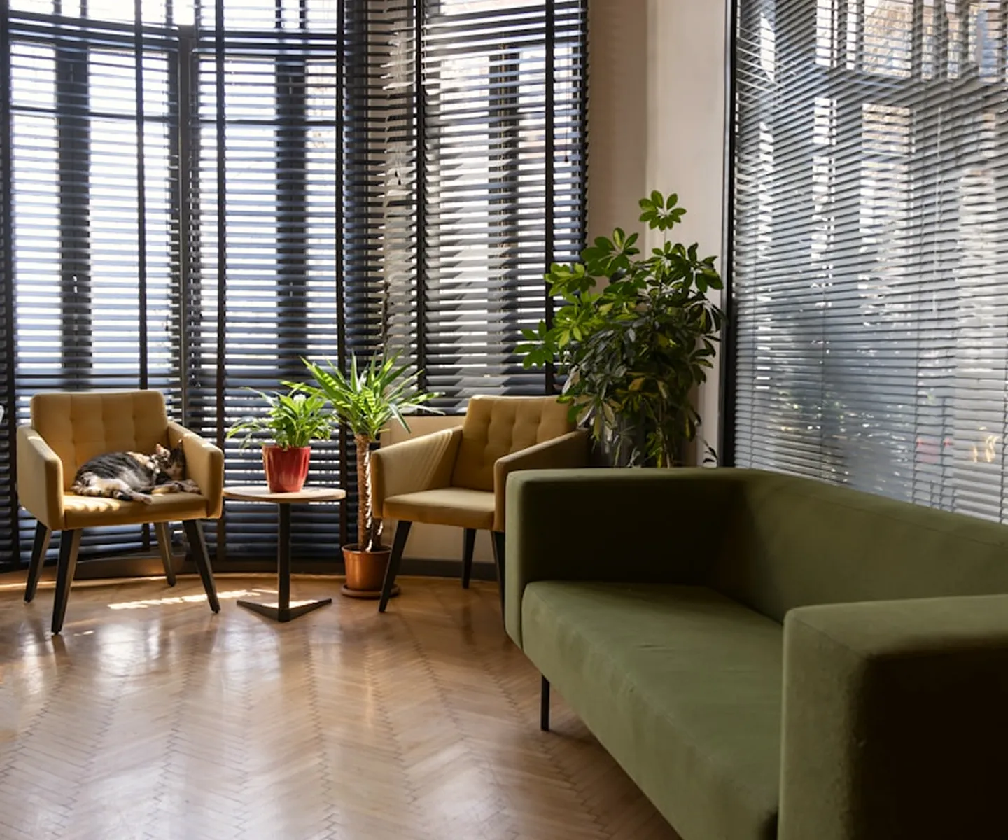 Modern living room with green sofa, two yellow chairs, plants, and a cat sleeping on one chair.