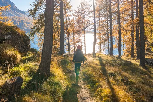 Person walking along a forest path with tall trees lit by golden sunlight near a calm lake and mountains in the background.