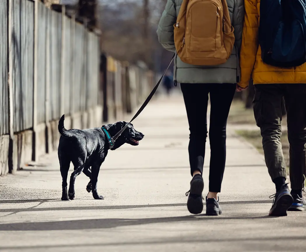 Two people walking on a sidewalk holding hands, with one person holding the leash of a black dog walking beside them.