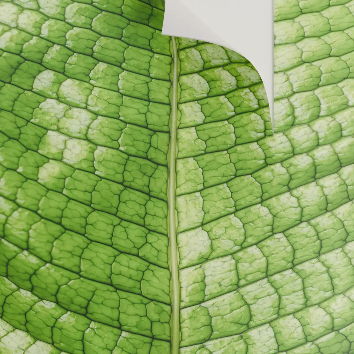 Behang met een groene bladstructuur. Een lichte vouw in het doek benadrukt de flexibele en verstevigende textuur.