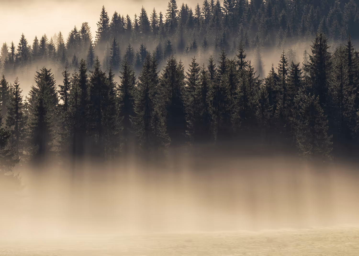 Dense pine forest with sunlight streaming through and thick fog covering the lower area.