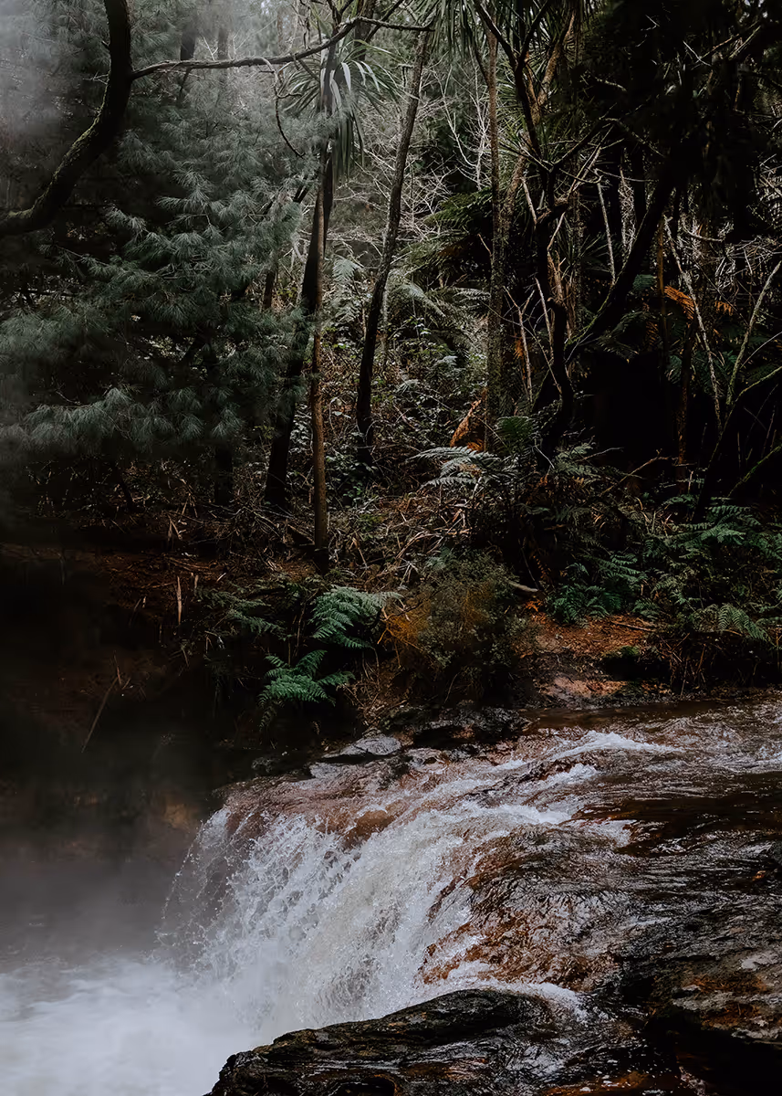 Waterfall flowing over rocks surrounded by dense forest with ferns and tall trees.