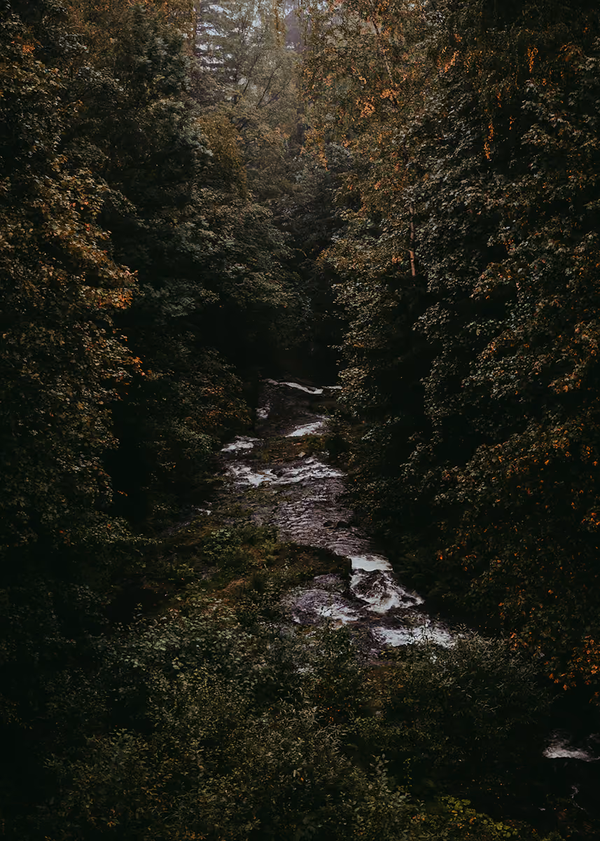 Narrow river flowing through dense forest with green and orange foliage.