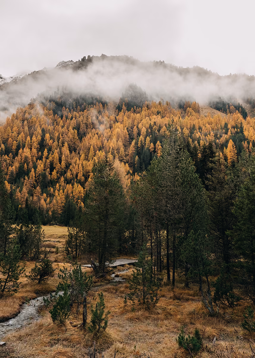 Mountain forest with yellow autumn trees and mist hovering above the tree line under an overcast sky.