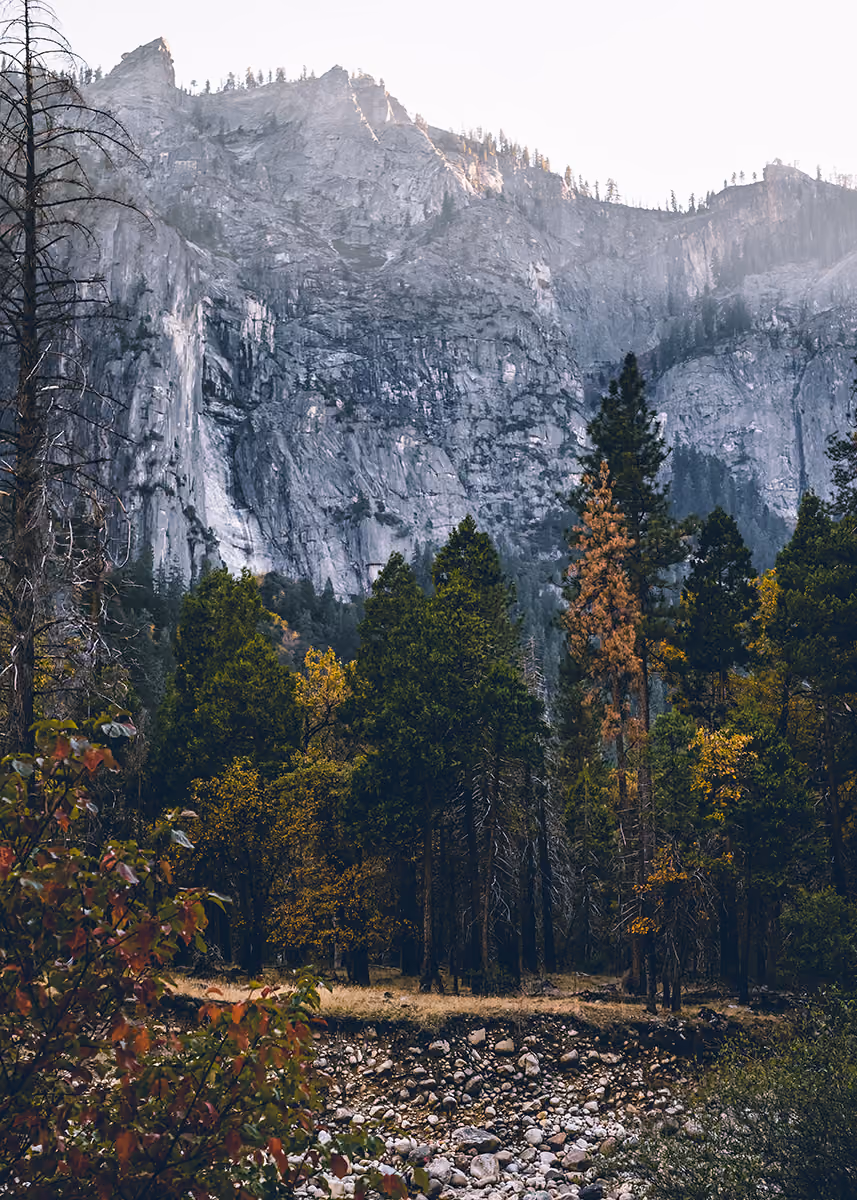 Dense forest with autumn leaves at the base of towering gray rocky mountains under a bright sky.