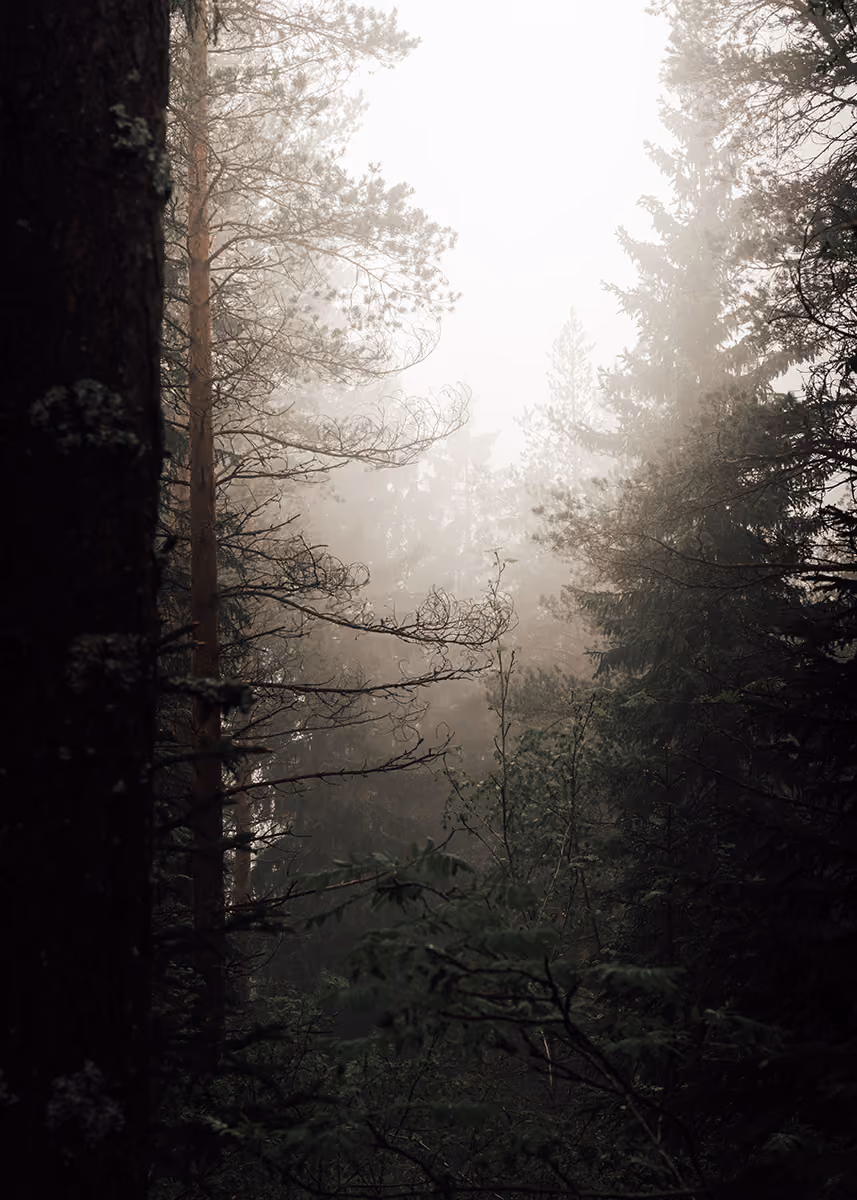 Foggy forest scene with tall trees and dense underbrush enveloped in mist.