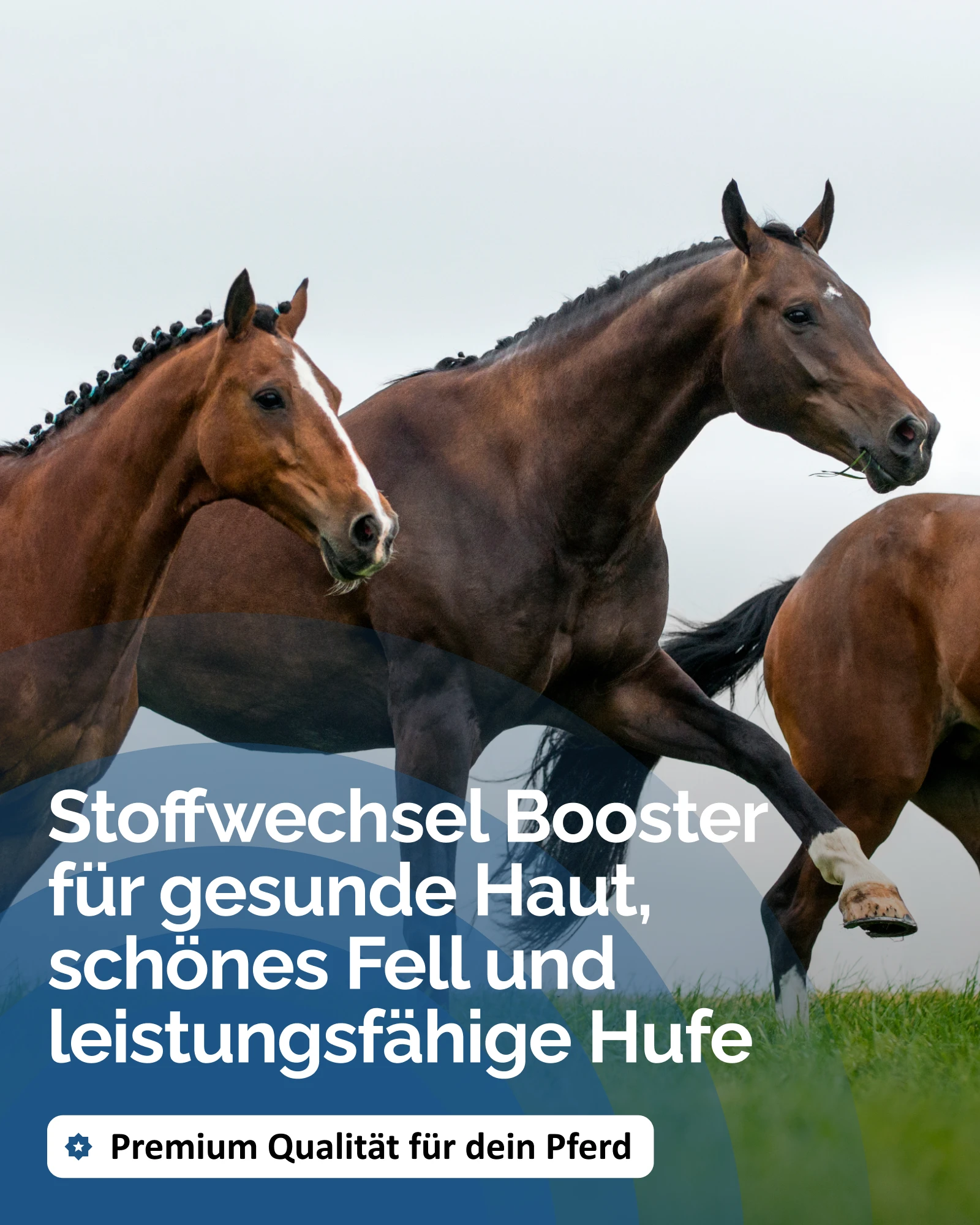 Amazon Produktbild The Horse Vitality Company Stoffwechsel-Booster Pulver für Pferde