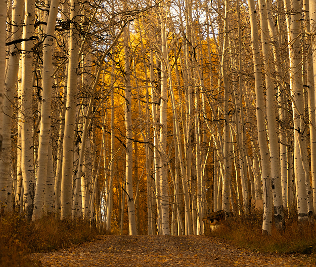 Aspen trees