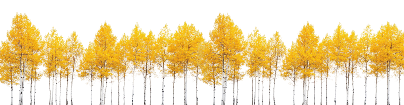 Line of aspen trees
