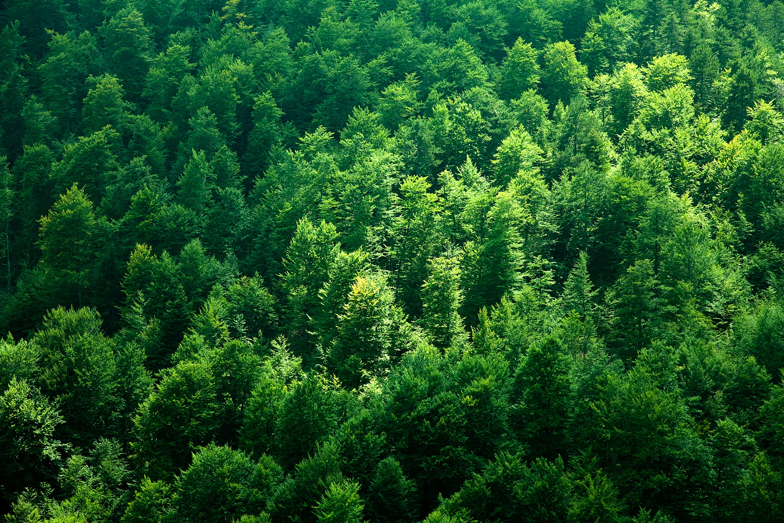 Aerial view of dense green forest with sunlight illuminating tree canopies.