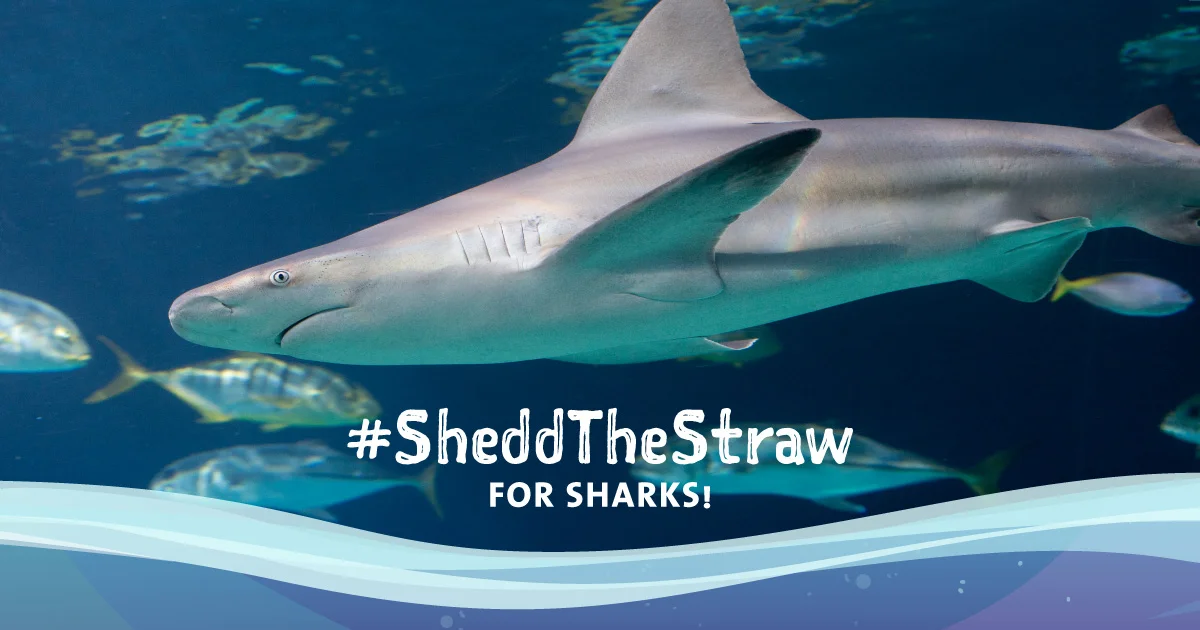 Sheed The Straw for Sharks banner