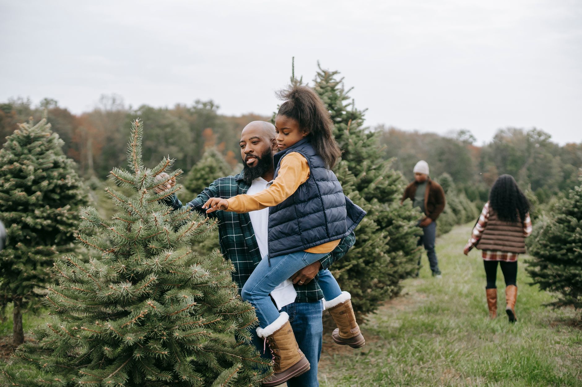 African American man carrying daughter and exploring green lush spruce while visiting tree farm