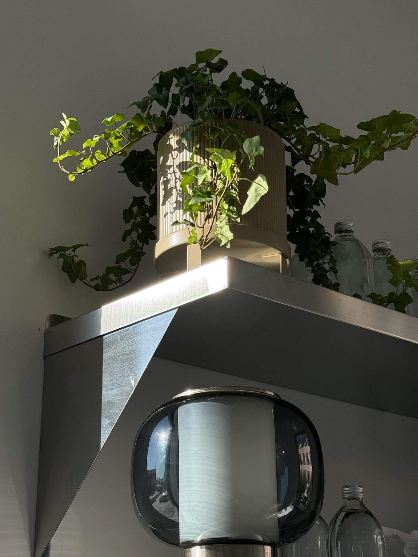 Ivy on a steel shelf