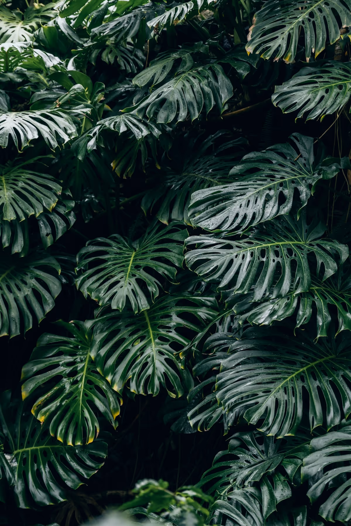 Monstera Pflanzen