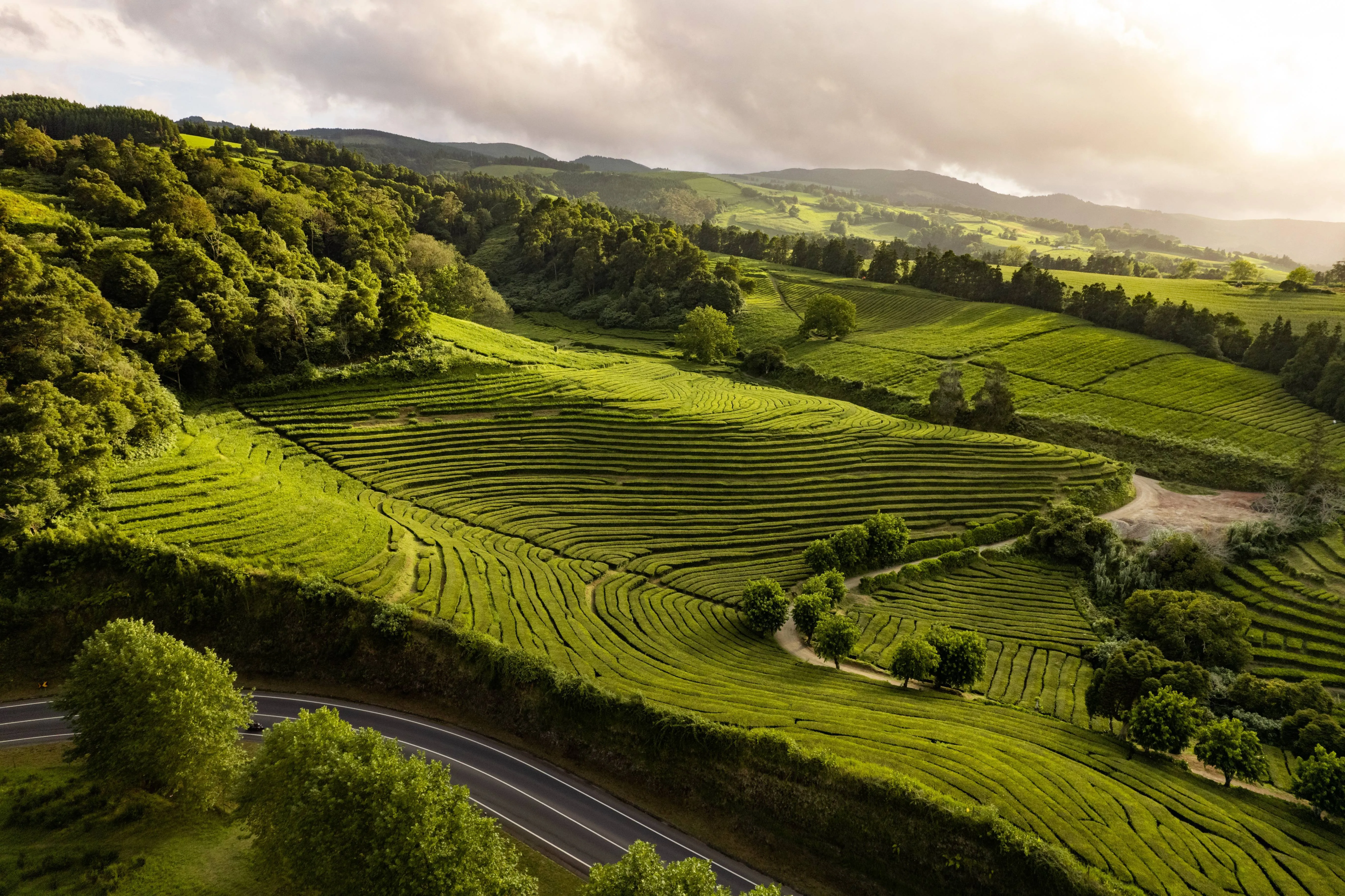 Aerial view of lush green terraced plantations on rolling hills with a winding road at the bottom.