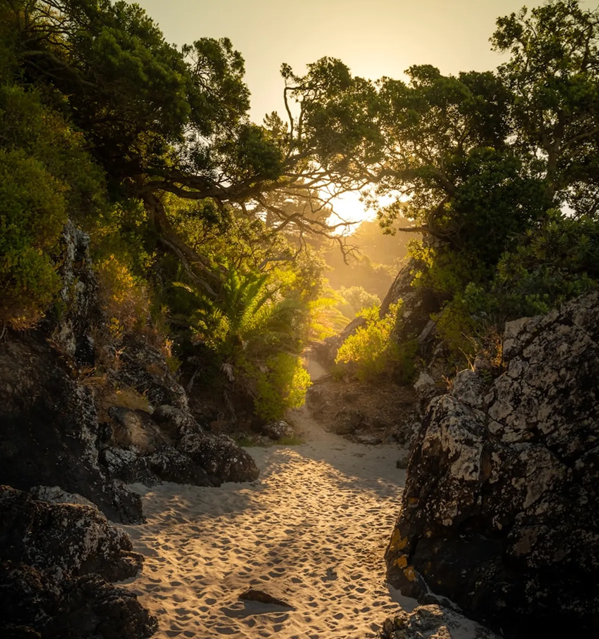 Sandy path between rocks and trees leading toward warm sunlight.