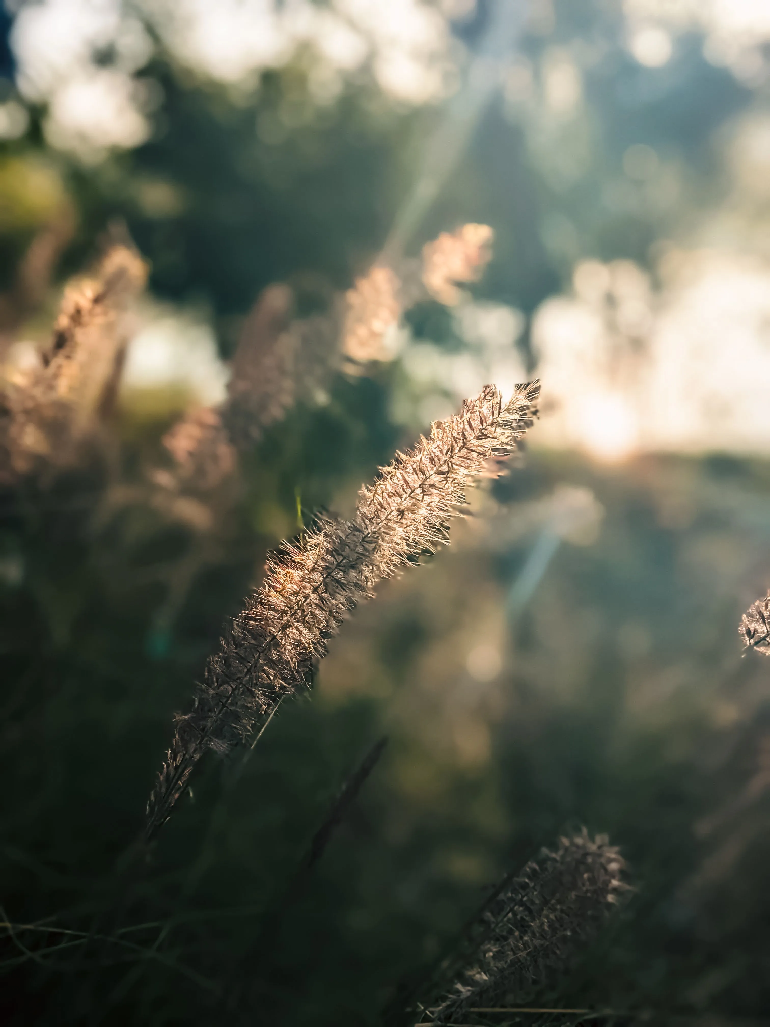 Close-up of wild grass plumes glowing in warm backlit sunlight.