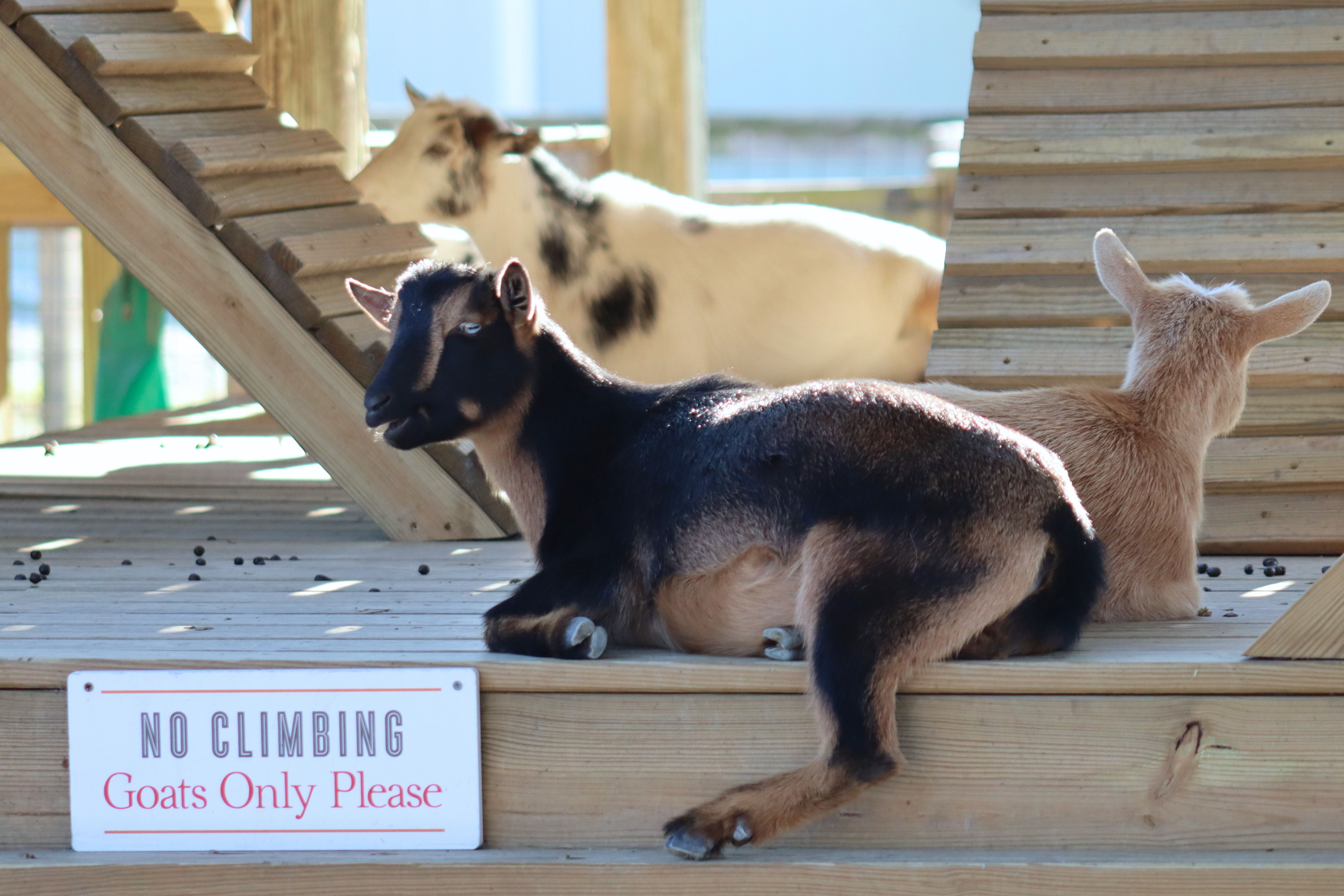 Virginia Zoological Park, Norfolk, VA | © Victoria Zelvin, Zelvin Photography
