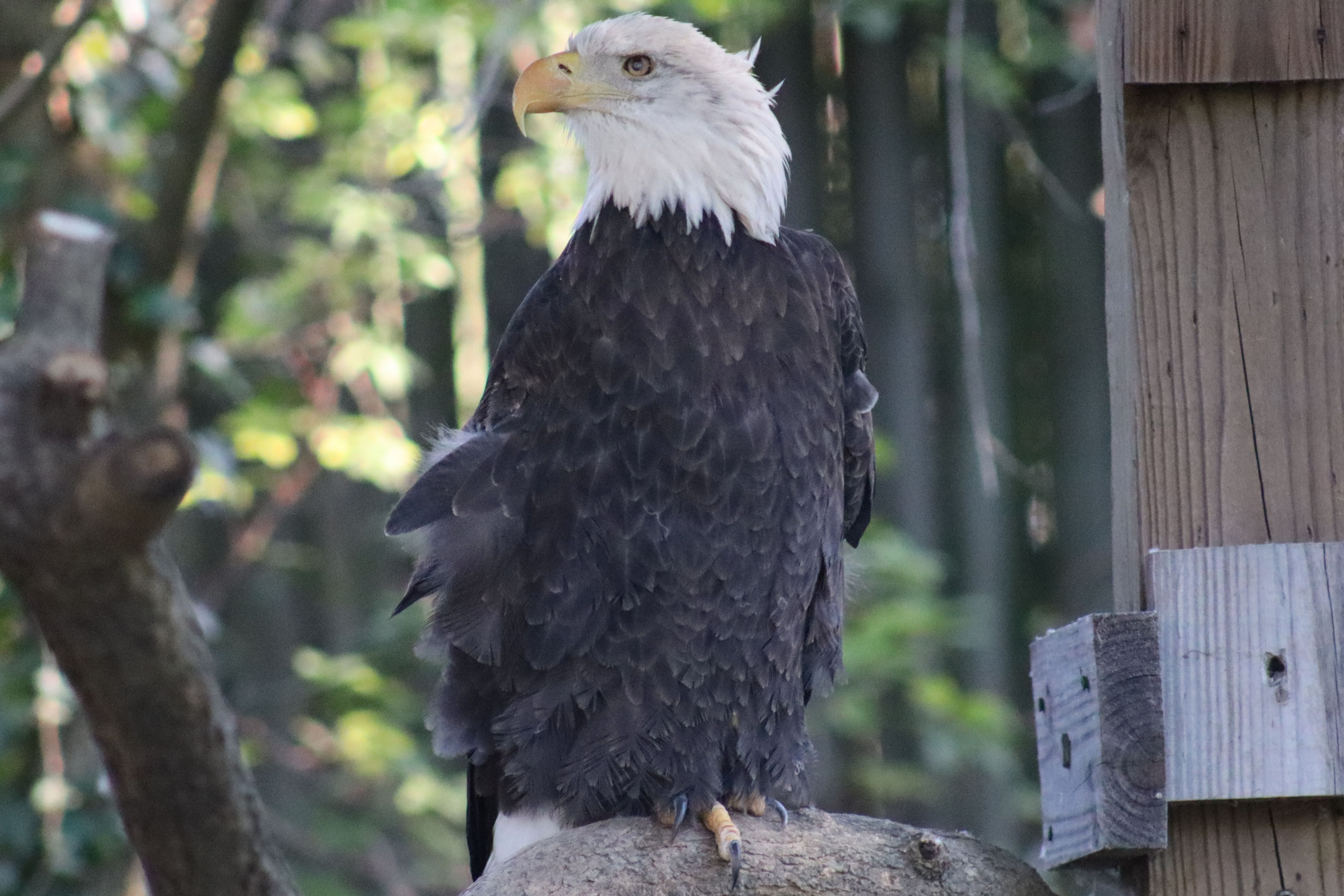 Virginia Zoological Park, Norfolk, VA | © Victoria Zelvin, Zelvin Photography